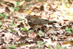 クロツグミ♀