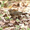クロツグミ♀