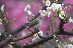 ニシオジロビタキL