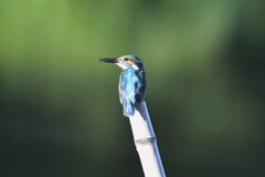カワセミ♂F