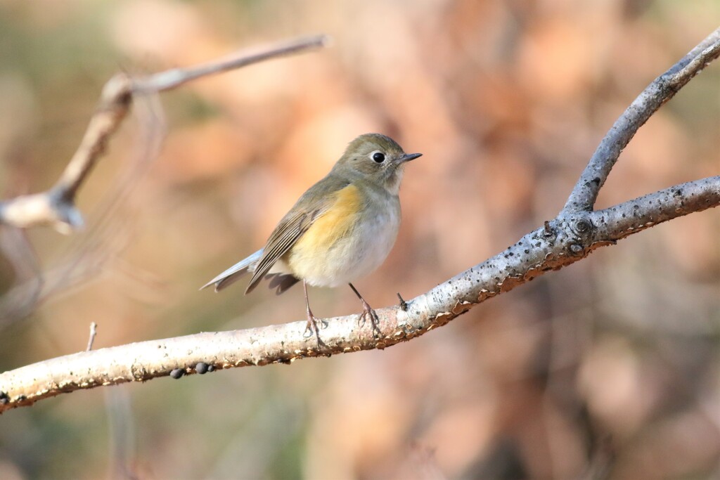 ルリビタキ♀