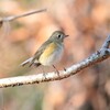 ルリビタキ♀