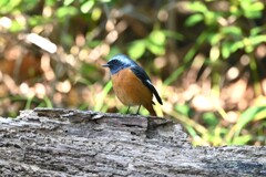 ジョウビタキ♂B