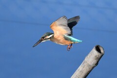 カワセミ♀幼鳥A