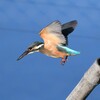 カワセミ♀幼鳥A