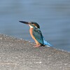 カワセミ♀若