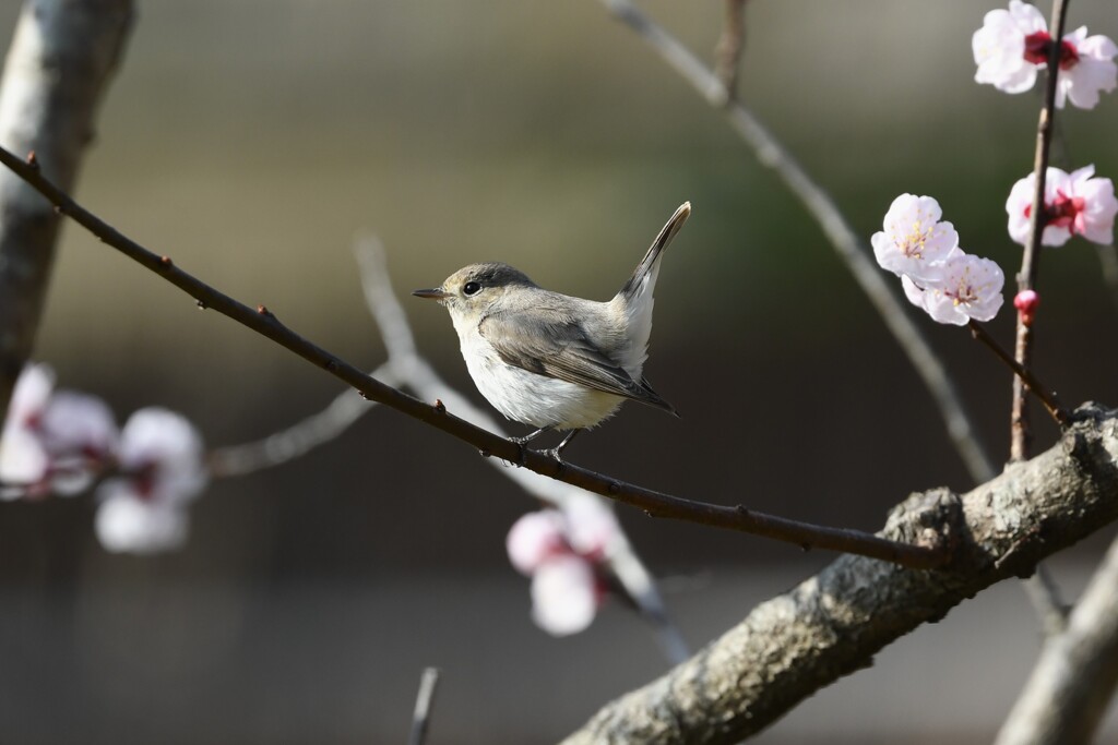 杏の花にニシオジロビタキ