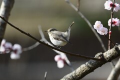 杏の花にニシオジロビタキ