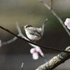 杏の花にニシオジロビタキ