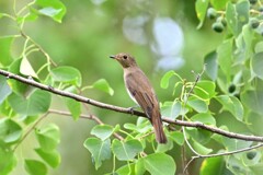 オオルリ♀