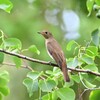 オオルリ♀