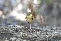 コルリ♀C
