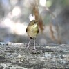 コルリ♀C