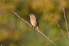 ジョウビタキ♀B