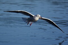 ユリカモメ