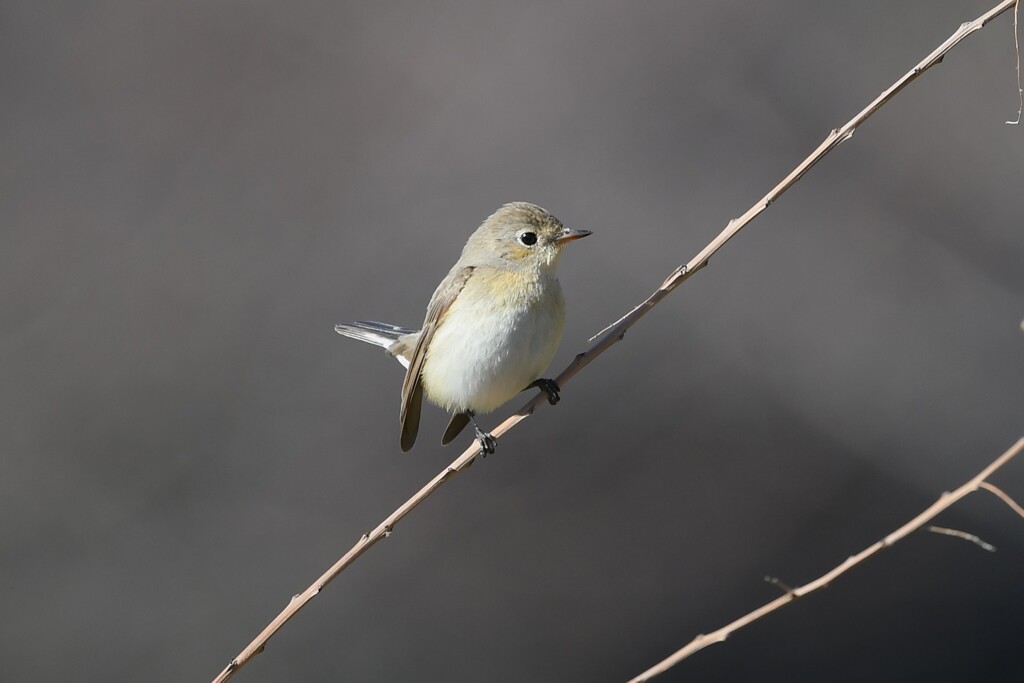 ニシオジロビタキE