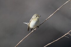 ニシオジロビタキE