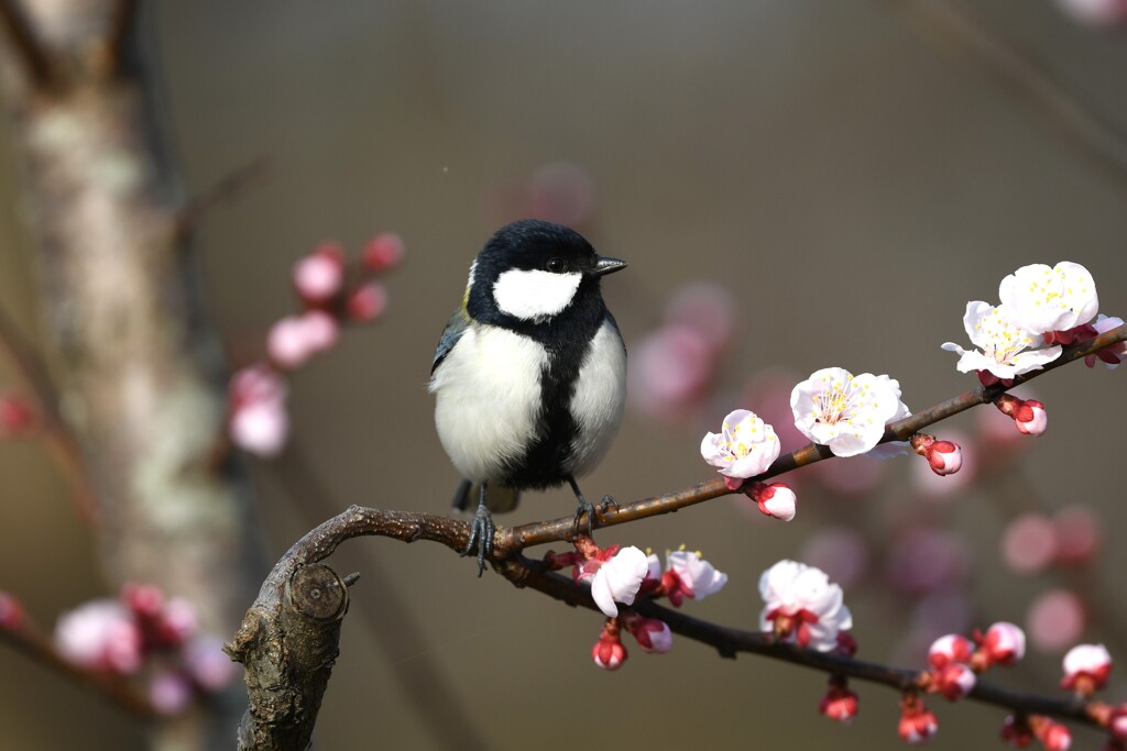 杏にシジュウカラ