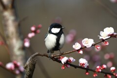 杏にシジュウカラ