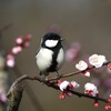 杏にシジュウカラ