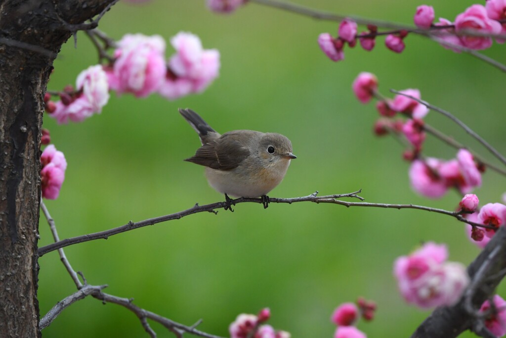 ニシオジロビタキN