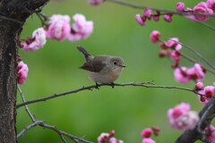 ニシオジロビタキN