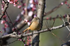 杏にジョウビタキ♀