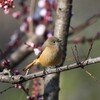杏にジョウビタキ♀