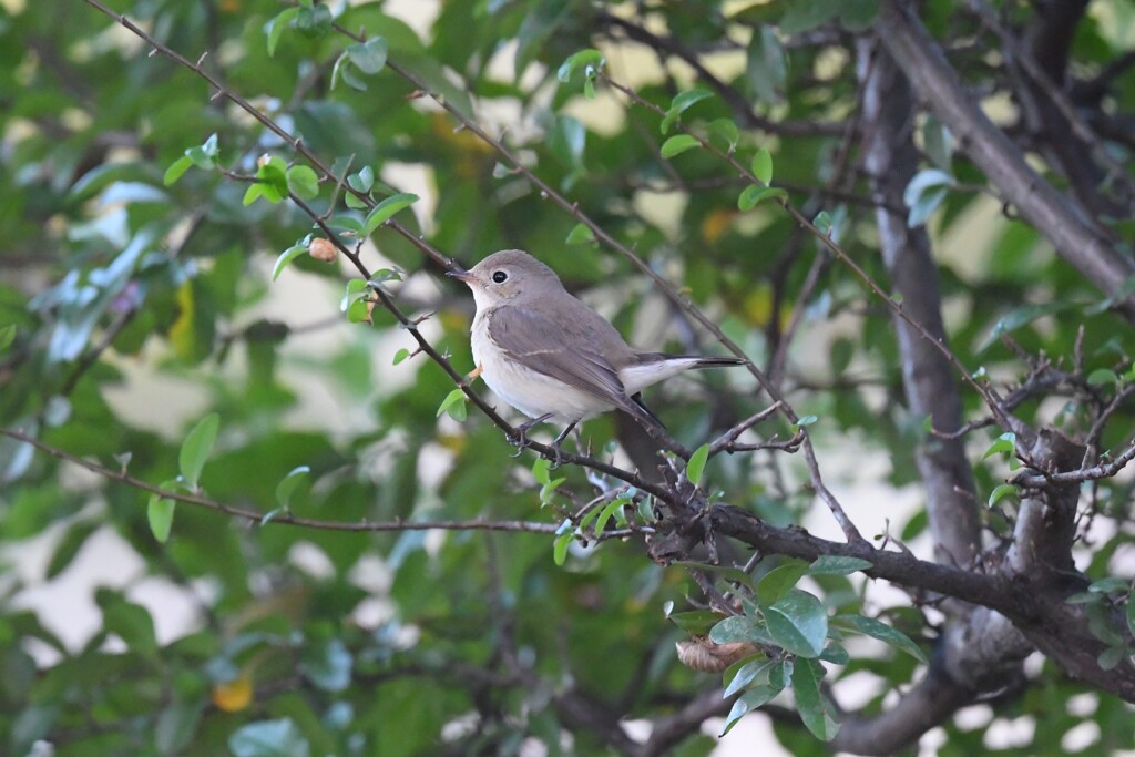 ニシオジロビタキB