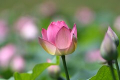 蓮の花E