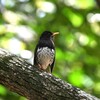 クロツグミ♂A