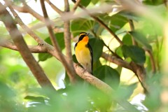 キビタキ♂