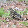 トラツグミ