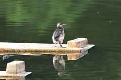 カイツブリ幼鳥E