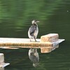 カイツブリ幼鳥E