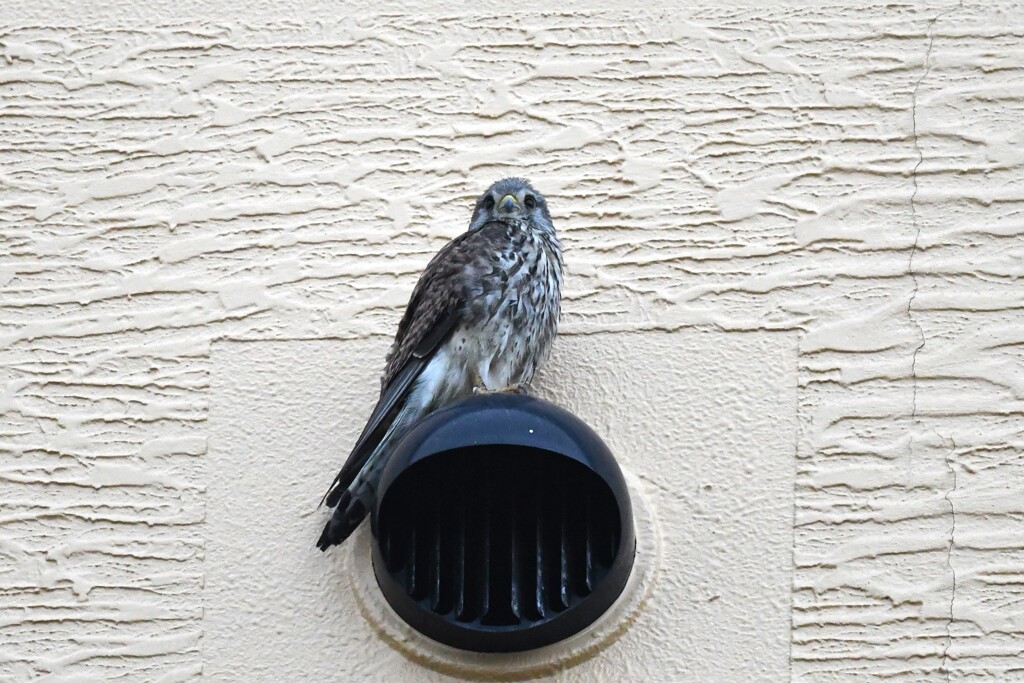 チョウゲンボウ幼鳥A
