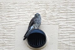 チョウゲンボウ幼鳥A