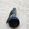 チョウゲンボウ幼鳥A