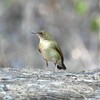 コルリ♀B