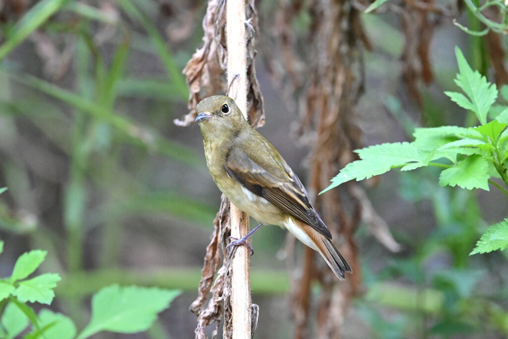 キビタキ♀B