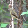 キビタキ♀B