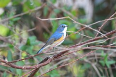ルリビタキ♂