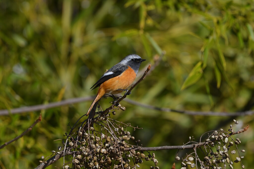 ジョウビタキ♂A