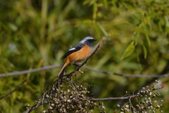 ジョウビタキ♂A