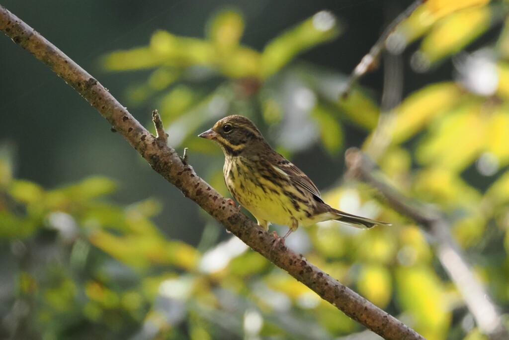 アオジ♀