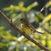 アオジ♀