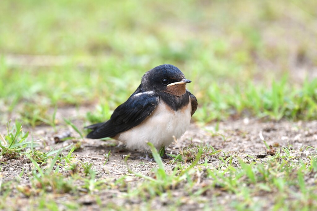 ツバメの幼鳥A