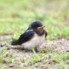ツバメの幼鳥A