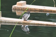 カイツブリ幼鳥C