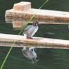 カイツブリ幼鳥C